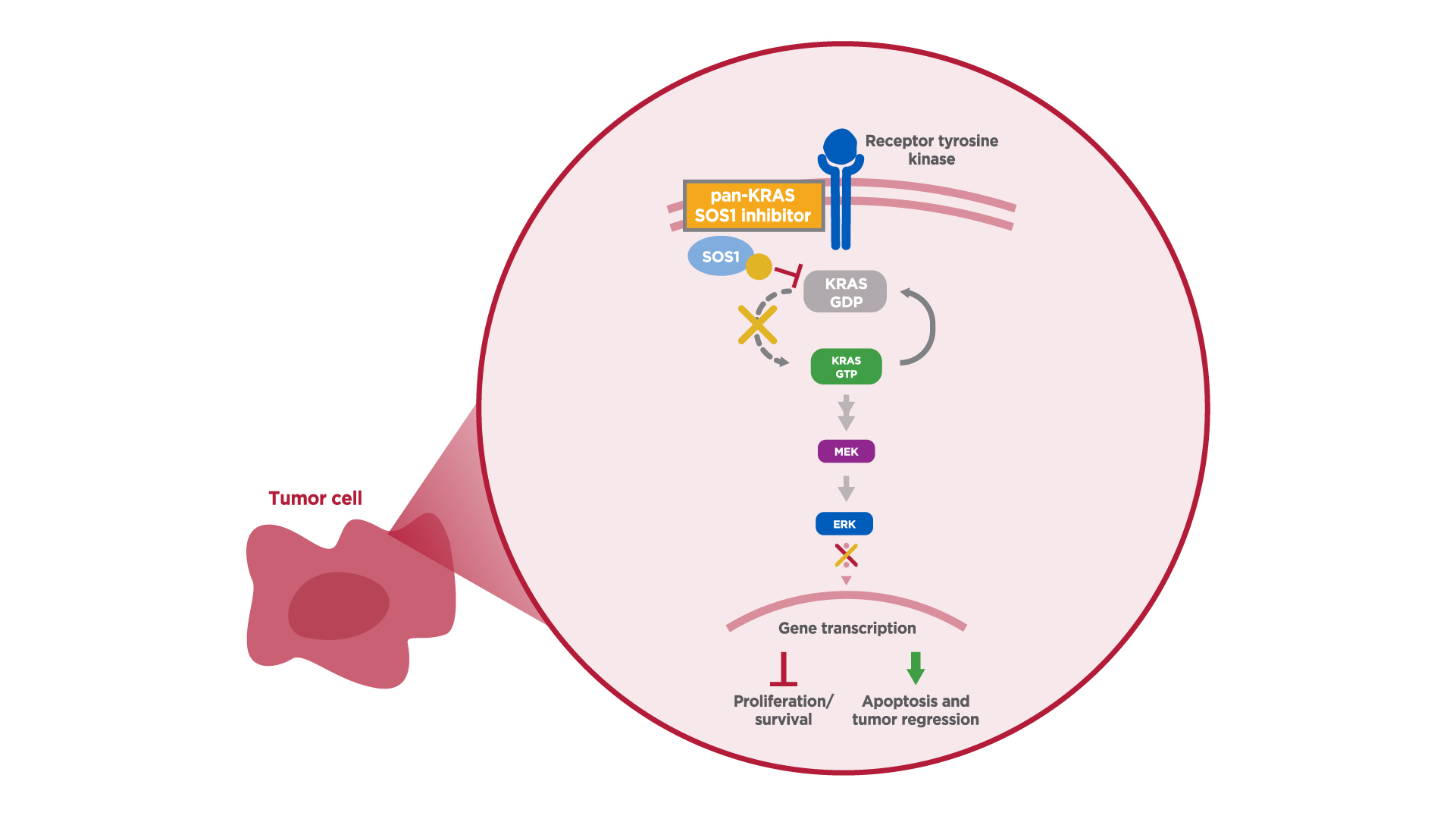 pan-KRAS SOS1 Inhibitor | InOncology – Boehringer Ingelheim